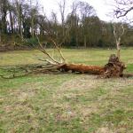 Fallen tree in Bunkers Park
Copyright Martin Chapman