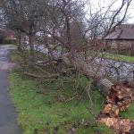 Fallen tree in Malmes Croft.
Copyright Debbie Coterrell