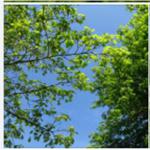 Blue sky and fresh green leaves - spring has arrived.